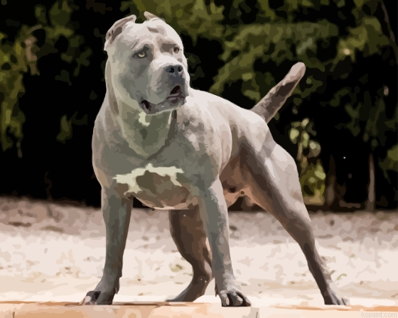 Grey American Bully Dog Painting By Numberss.png