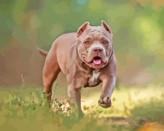 Grey American Bully Painting By Numberss.png