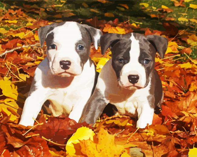 Grey American Staffordshire Terrier Painting By Numberss.png