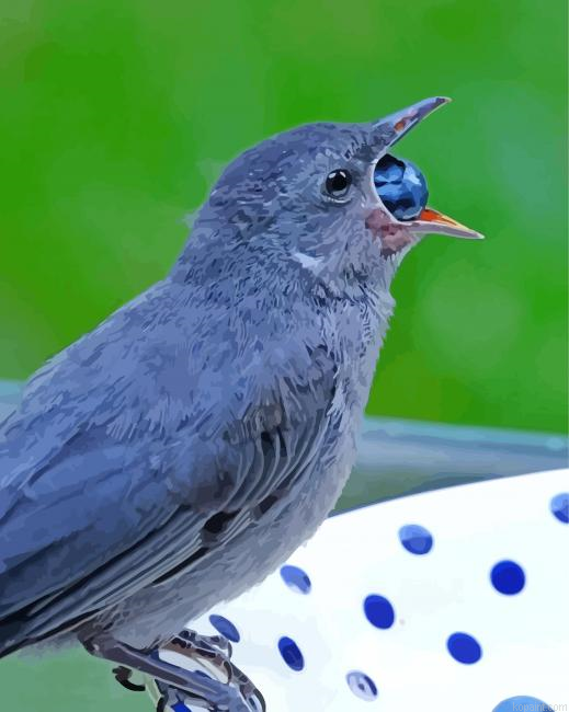 Grey Catbird Eating Painting By Numberss.png