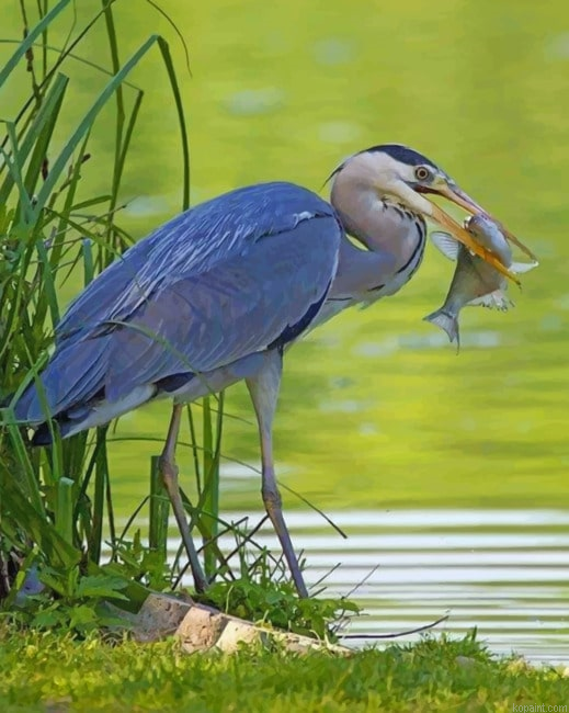 Grey Heron With Fish Paint By Numbers