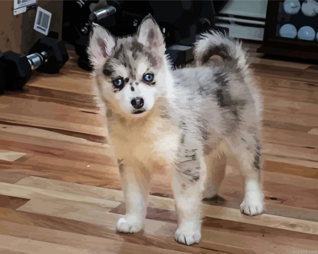 Grey Pomsky Paint By Numbers.png