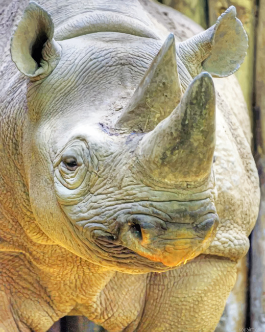 Grey Rhinoceros Paint By Numbers