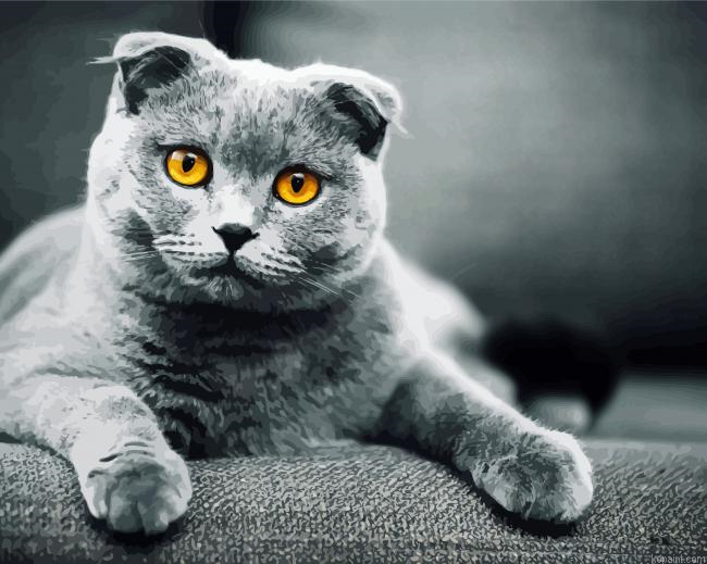 Grey Scottish Fold Cat Paint By Numbers