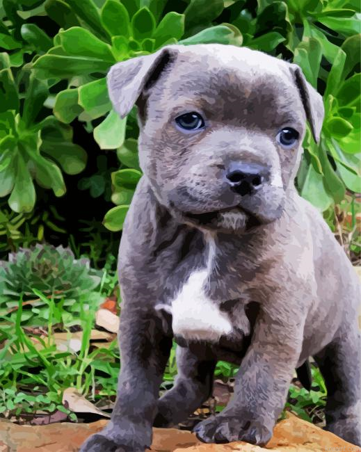 Grey Staffy Painting By Numberss.png