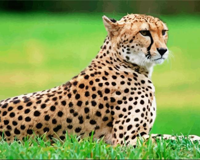Guepard Animal Painting By Numberss.png
