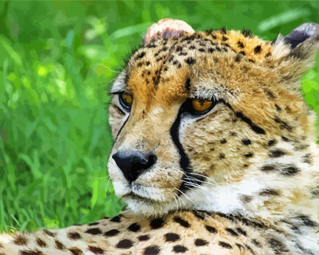 Guepard Painting By Numberss.png
