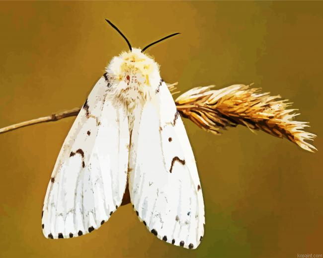 Gypsy Moth Butterfly Painting By Numberss.png