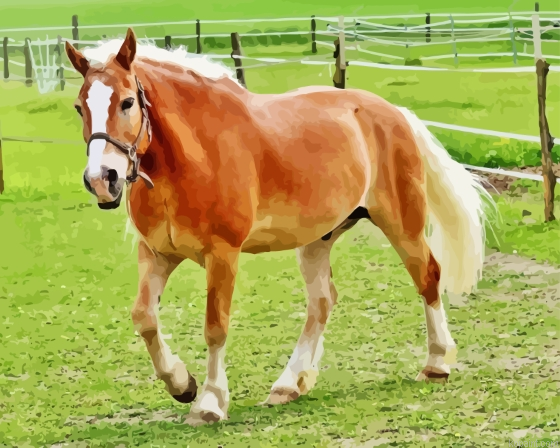 Haflinger Horse In Farm Paint By Numbers