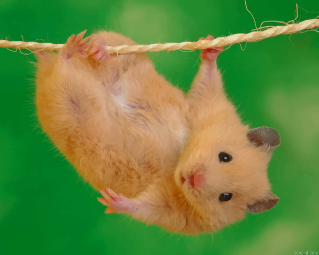 Hamster Doing Stunts Painting By Numberss.png