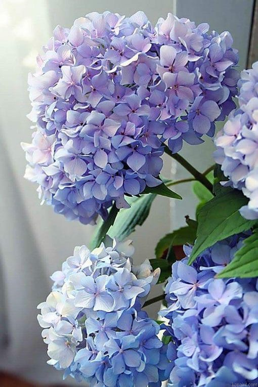 Happily Hydrangea Painting By Numberss.png