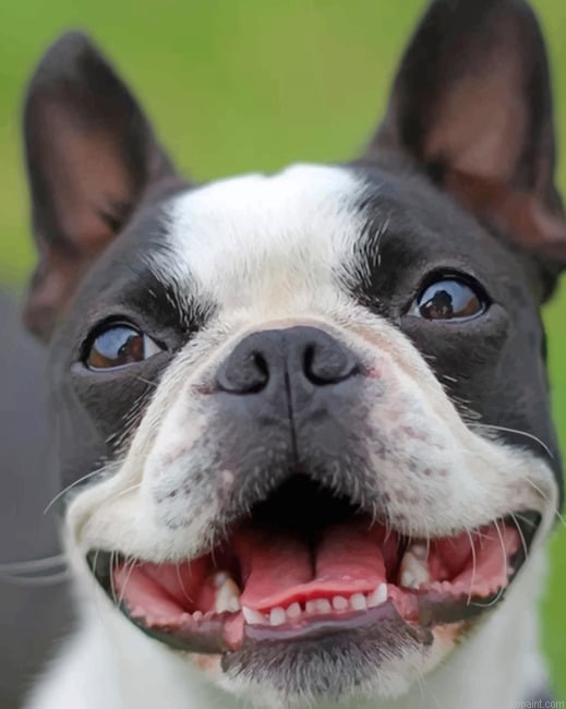 Happy Pet Paint By Numbers