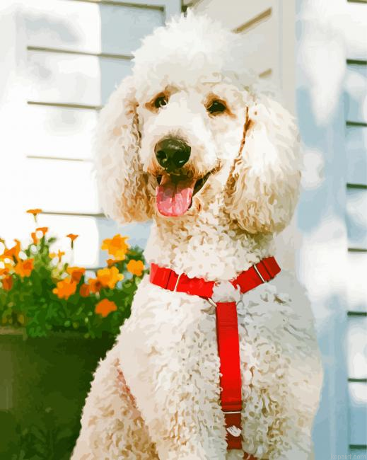 Happy White Poodle Painting By Numberss.png
