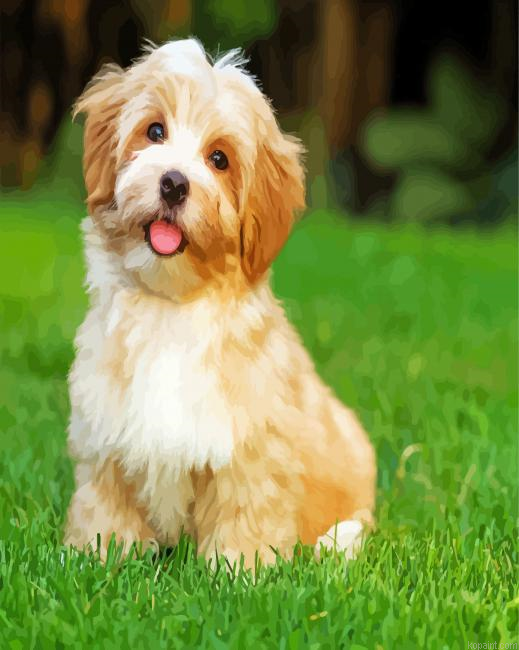 Havanese Dog Paint By Numbers