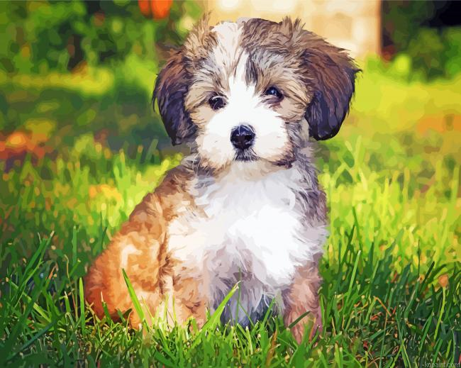 Havanese Puppy Painting By Numberss.png