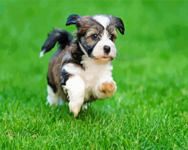 Havanese Puppy Running Painting By Numberss.png