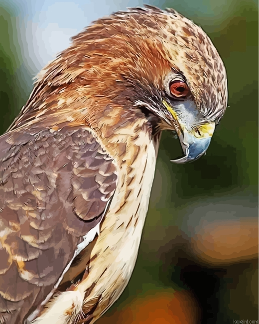 Hawk Bird Painting By Numberss.png