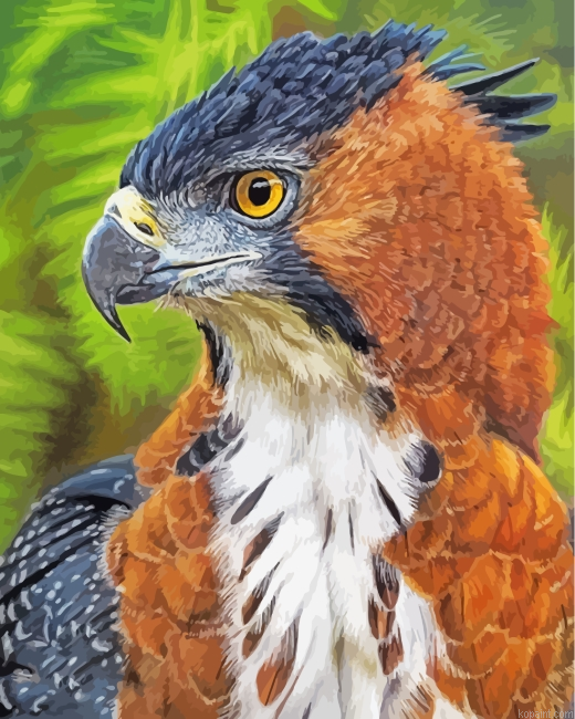 Hawk Eagle Painting By Numberss.png