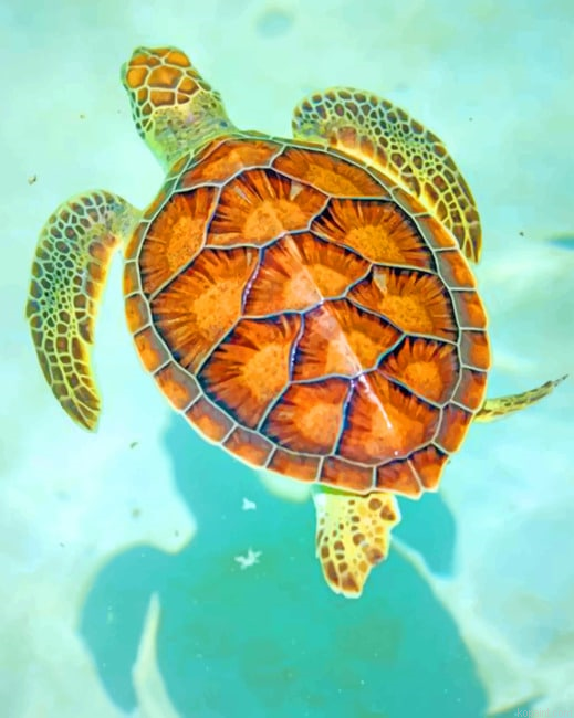 Hawksbill Sea Turtle New Painting By Numberss.png