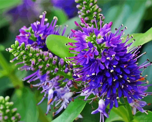 Hebe Plants Paint By Numbers