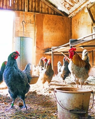 Herd Of Hen New Painting By Numberss.png