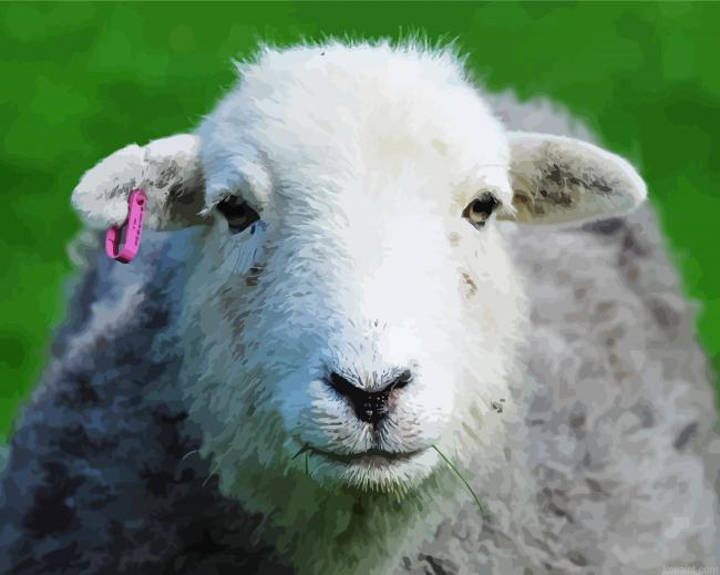 Herdwick Sheep Face Painting By Numberss.png
