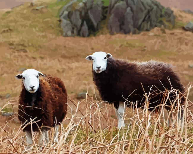 Herdwick Sheeps Painting By Numberss.png