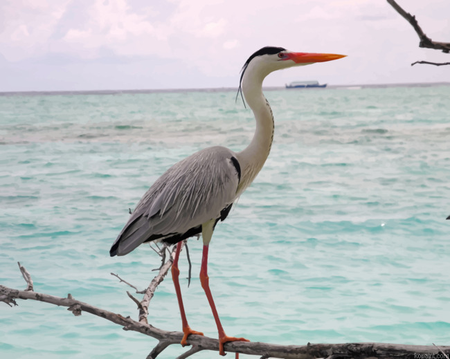Heron Sea Bird Painting By Numberss.png