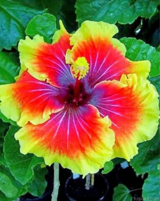Hibiscus Flower Painting By Numberss.png
