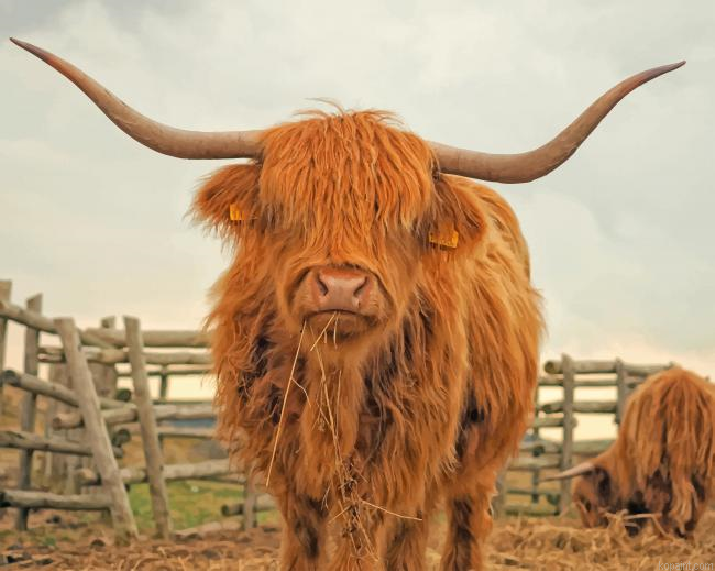 Highland Cattle Painting By Numberss.png