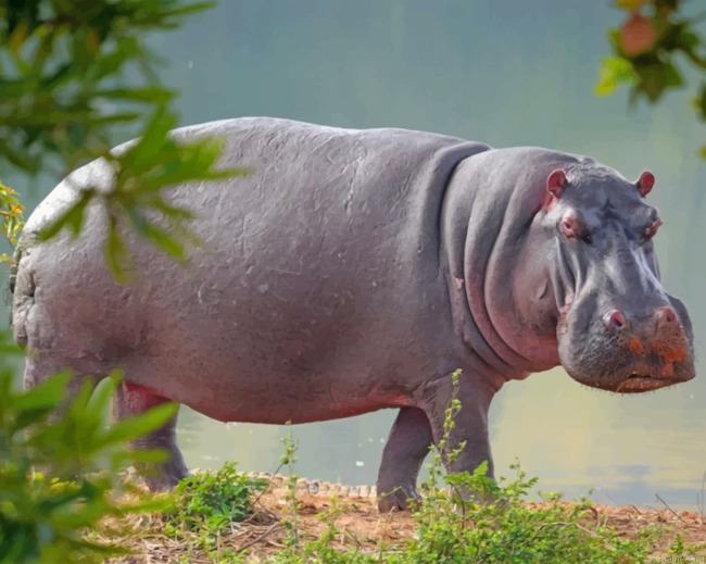 Hippopotamus Animal Painting By Numberss.png