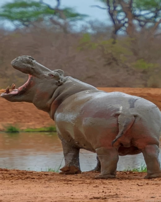 Hippopotamus In The Wild Paint By Numbers