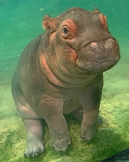 Hippopotamus Painting By Numberss.png