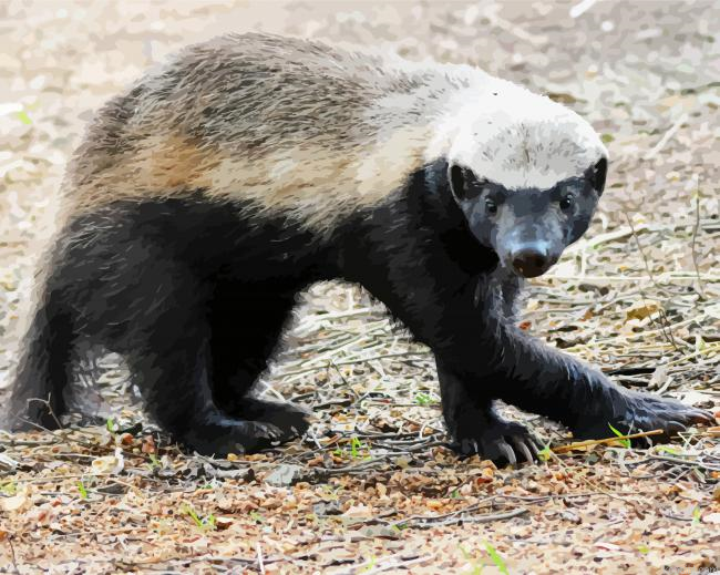 Honey Badger Painting By Numberss.png