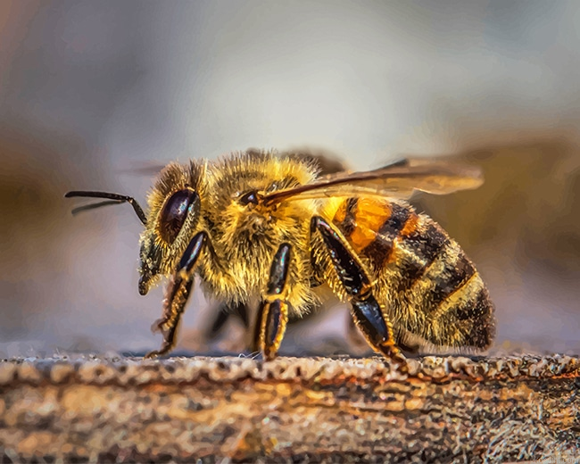 Honey Bee New Painting By Numberss.png