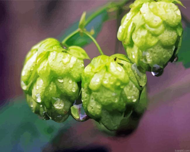 Hop Plant With Water Drops Painting By Numberss.png
