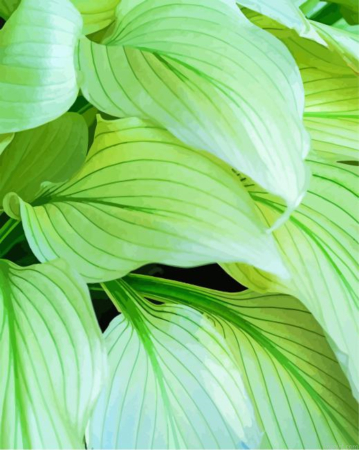 Hosta Leaves Painting By Numberss.png