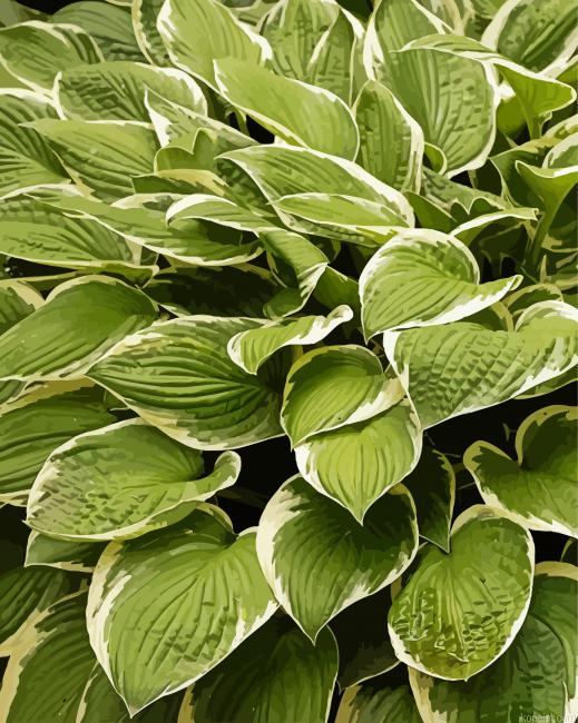 Hosta Plant Painting By Numberss.png