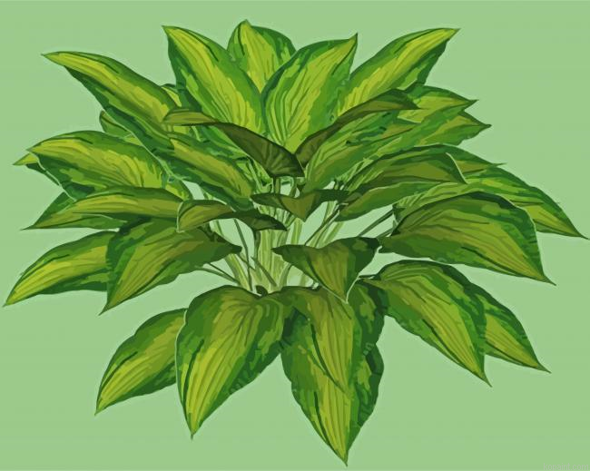 Hosta Plants Leaves Painting By Numberss.png