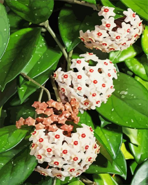 Hoya Flowers Painting By Numberss.png