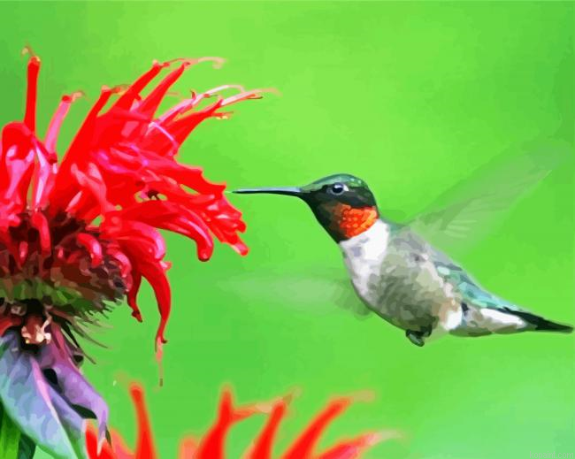 Hummingbird And Flower Paint By Numbers
