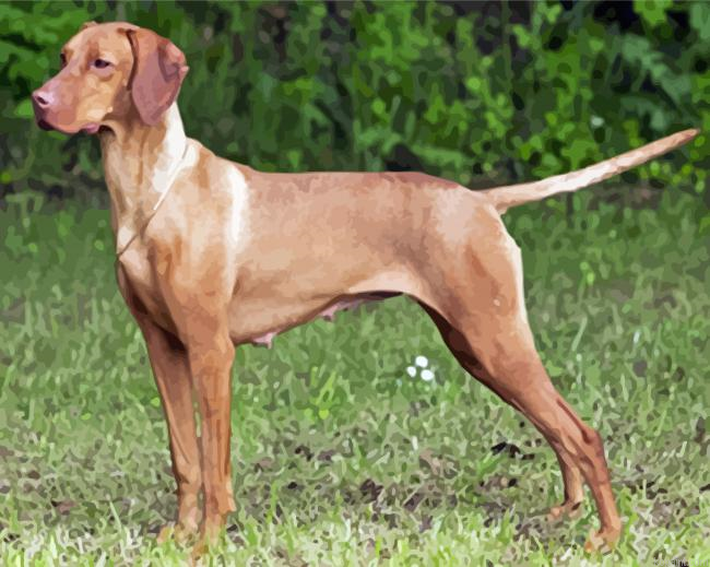 Hungarian Vizsla Painting By Numberss.png