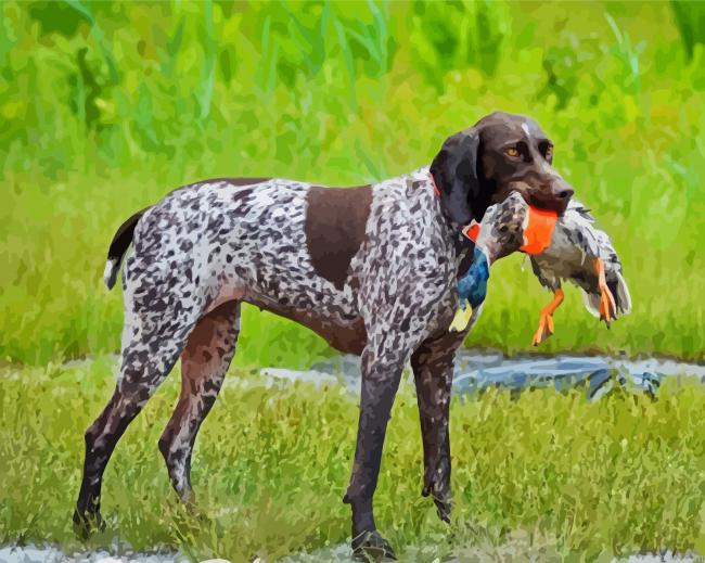 Hunter German Shorthaired Dog Painting By Numberss.png