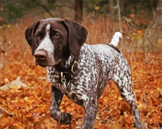 Hunting Dog German Shorthaired Painting By Numberss.png