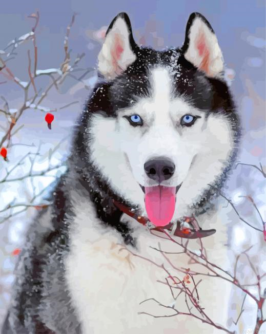 Husky In Snow Painting By Numberss.png