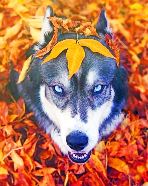Husky In The Fall New Painting By Numberss.png
