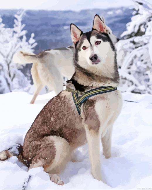 Husky Siberiano Painting By Numberss.png