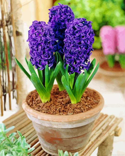 Hyacinth Painting By Numberss.png