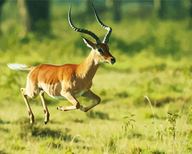 Impala Running Painting By Numberss.png