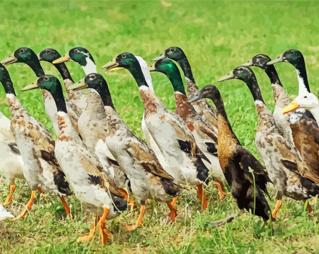 Indian Runner Duck Birds Paint By Numbers